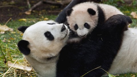 Panda, детеныш, cuddling, пара, трава, игра