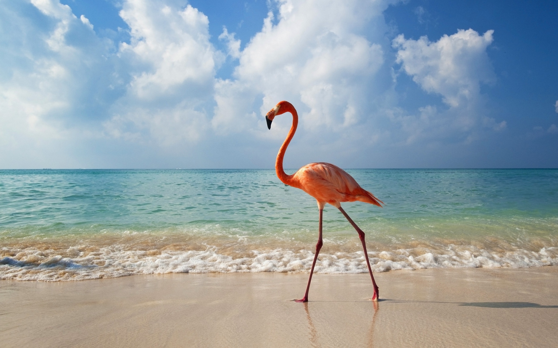Картинки Фламинго, птица, пляж, море фото и обои на рабочий стол