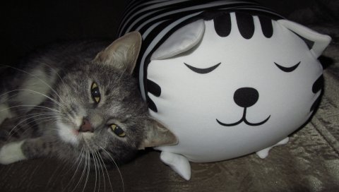 Кошка, игрушка, подушка, ложь, морда