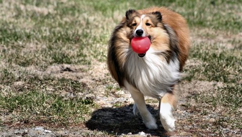 Собака, колли, мяч, игрушка