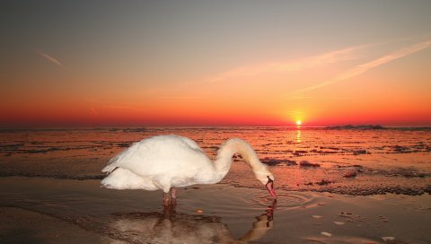 Лебедь, вода, закат, небо, птица
