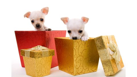 Щенки, собаки, пара, подарочные коробки