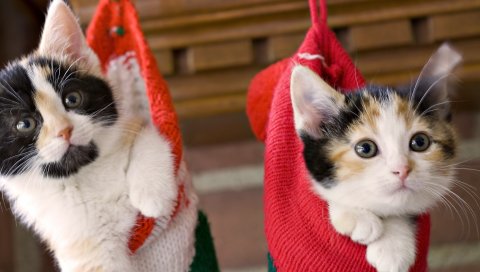 Котята, висят, носки, праздник, рождество, пушистый, пара