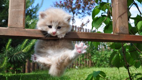 Котенок, пушистый, висели, трава, отдых