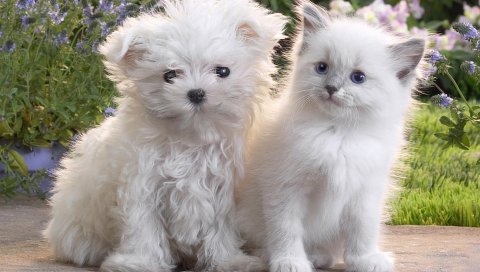 Щенок, котенок, пара, дружба