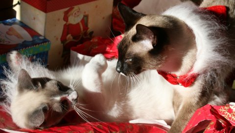 Кошки, игры, подарочные коробки, ложь