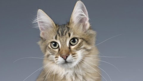 Кошка, лицо, пушистые уши, глаза