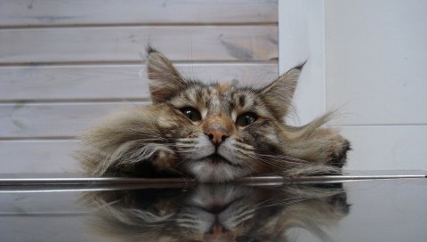 Кошка, лицо, пушистая