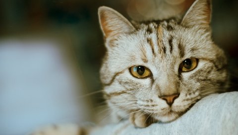 Кошка, морда, глаза, волосы, уход