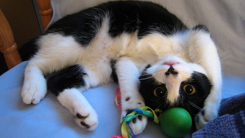 Котенок, игрушка, ложь, игривый