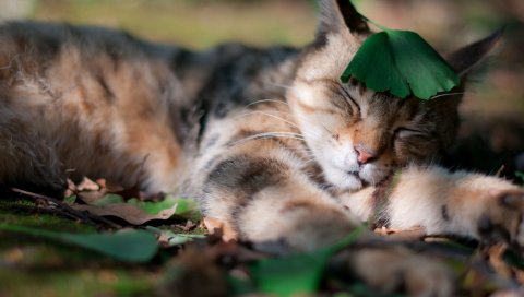 Кошка, трава, лист, сон, сон, тень