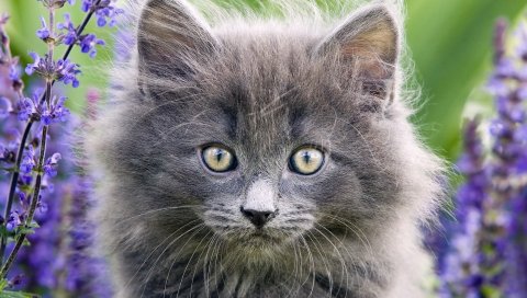 Котята, трава, пушистый, взгляд, морда