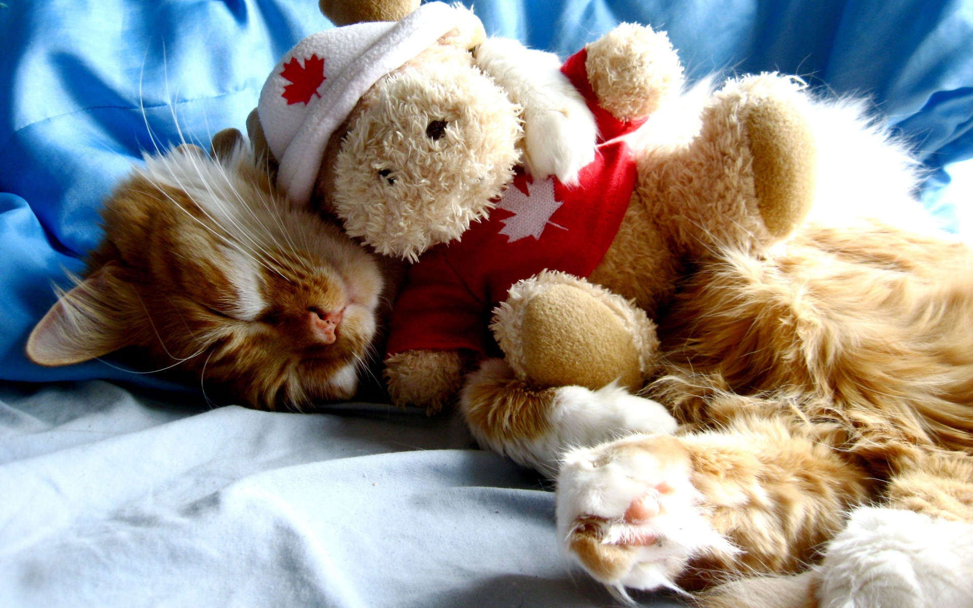 Картинки Кошка, игрушка, вниз, сон, спящий режим фото и обои на рабочий стол