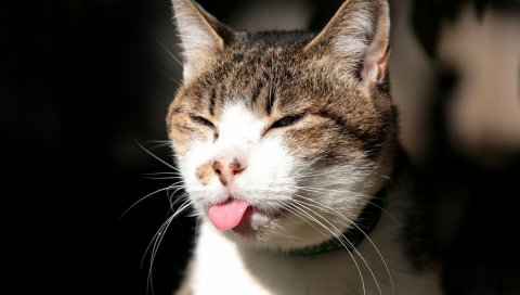 Кошка, лицо, язык, пятнистый