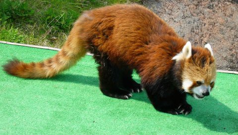 Красная панда, скалолазание, животное, волосы
