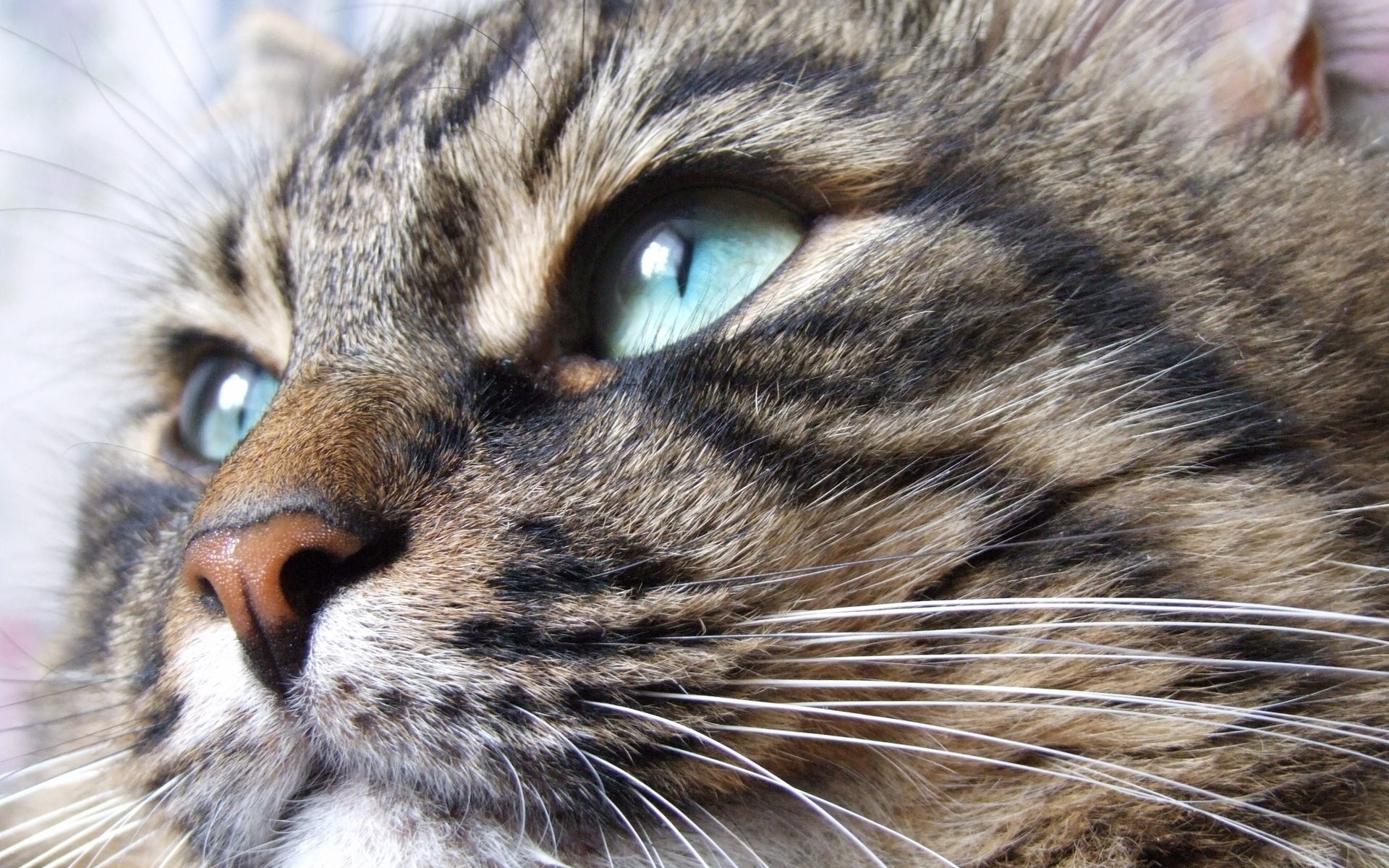 Картинки Кошка, морда, голубые глаза, полосатый фото и обои на рабочий стол