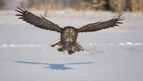 Сова, птица, хищник, полет, крылья, лоскут, снег, зима, тень