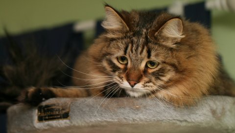 Кошка, пушистая, смотреть, смотреть