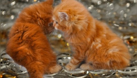 Котята, пушистые, играют