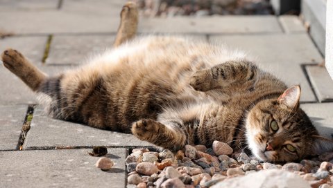 Кошка, лицо, скалы, ложь