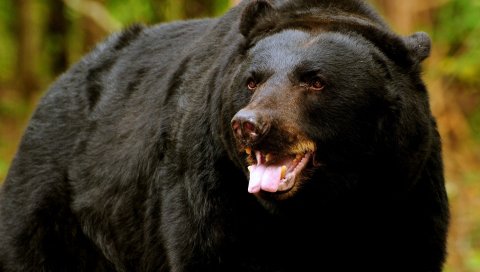 Медведь, лицо, глаза