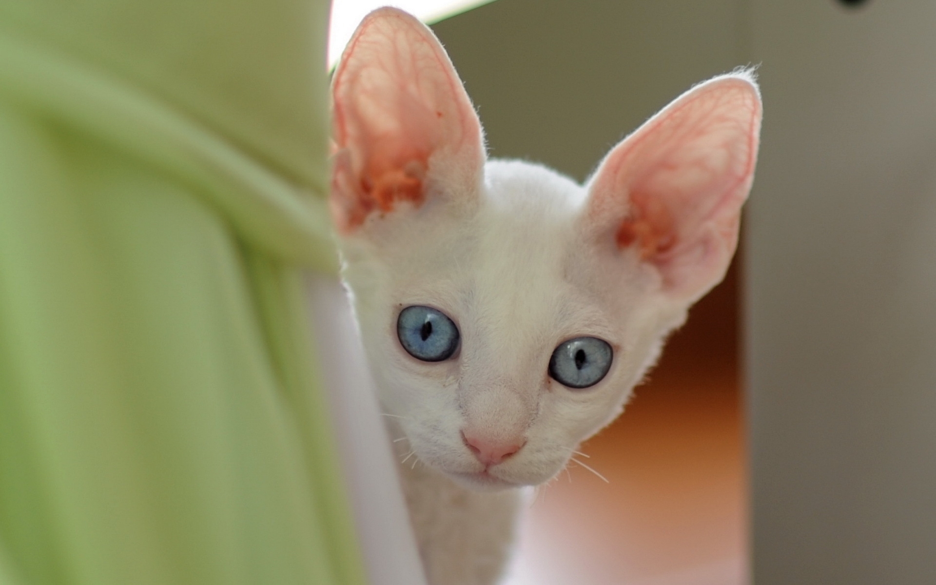 Картинки Кошка, лицо, голубые глаза, взгляд фото и обои на рабочий стол