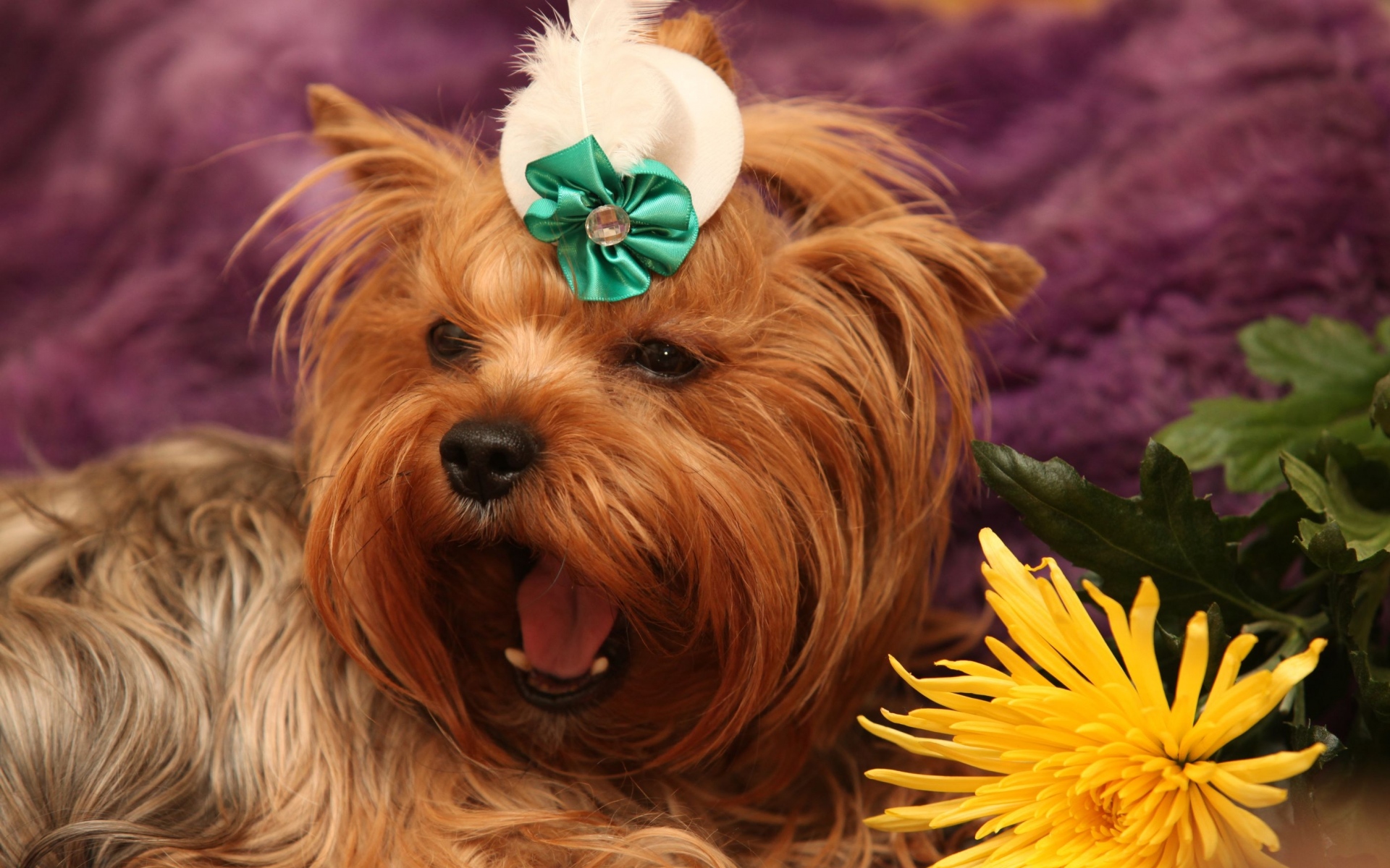 Картинки Собака, йоркширский терьер, лицо, цветок, зевая фото и обои на рабочий стол