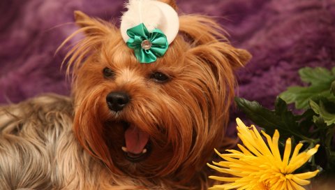 Собака, йоркширский терьер, лицо, цветок, зевая