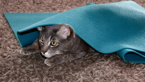 Кошка, лицо, охота, игривый