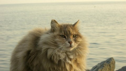 Кошка, жирная, пушистая, сидеть, река