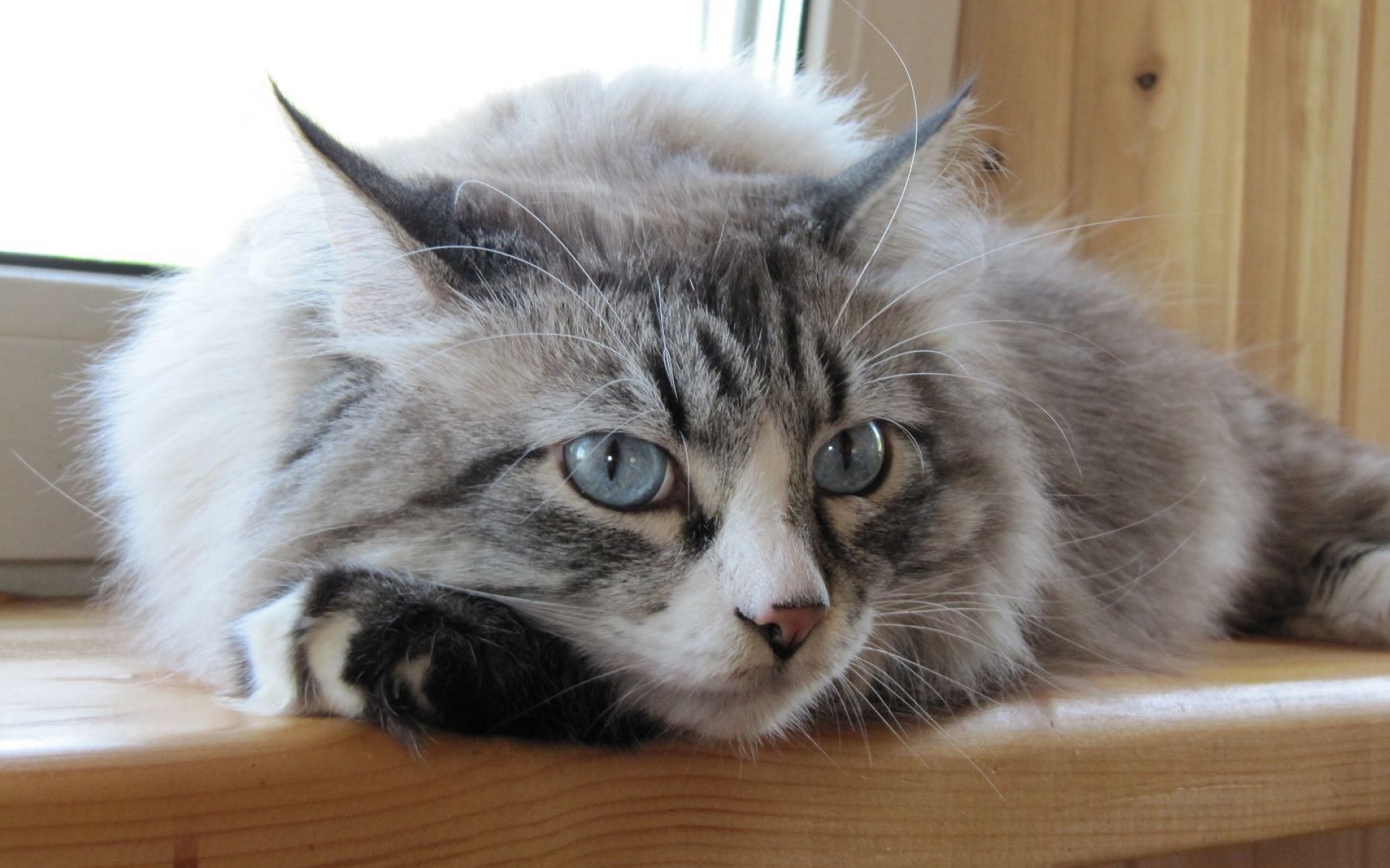Картинки Кошка, лицо, пушистая, ложь фото и обои на рабочий стол