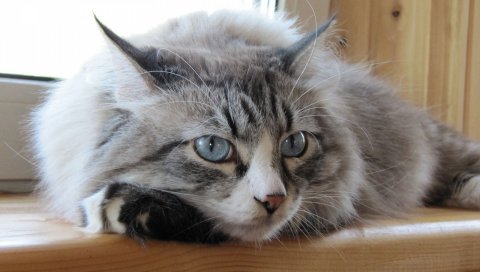 Кошка, лицо, пушистая, ложь