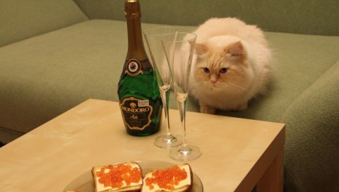 Кошка, диван, шампанское, икра, бутерброды, стол, бокалы