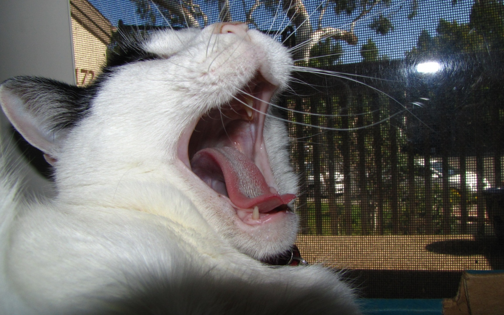 Картинки Кошка, лицо, зевая, язык фото и обои на рабочий стол