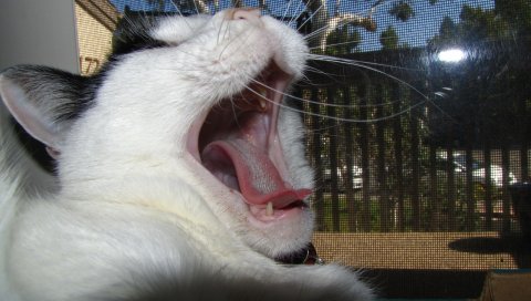 Кошка, лицо, зевая, язык