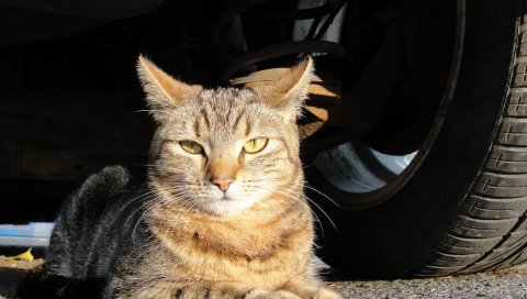 Кошка, вниз, колесо, шина