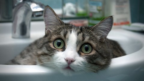 Кошка, лицо, свет, сидеть, раковина, смотреть, удивляться
