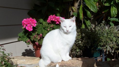 Кошка, сидеть, цветы