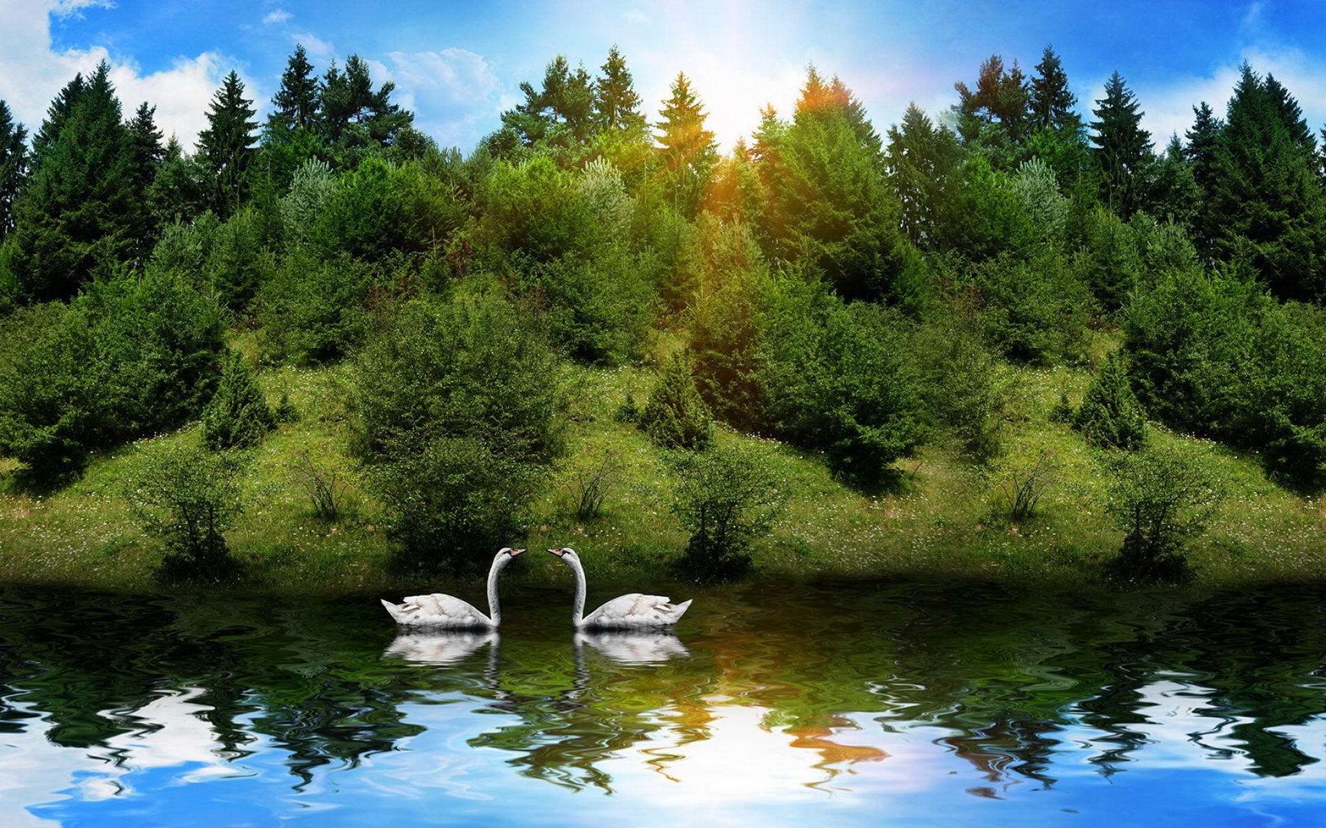 Вся природа и лес и вода. Волшебное озеро Лемболово. Природа. Лебеди на озере. Природа водоем.