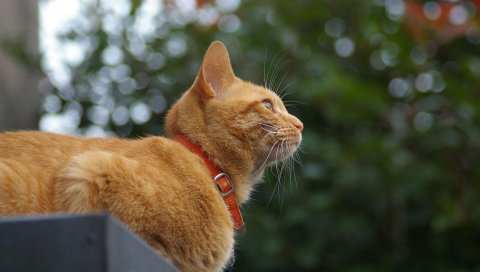 Кошка, лицо, ложь, воротник