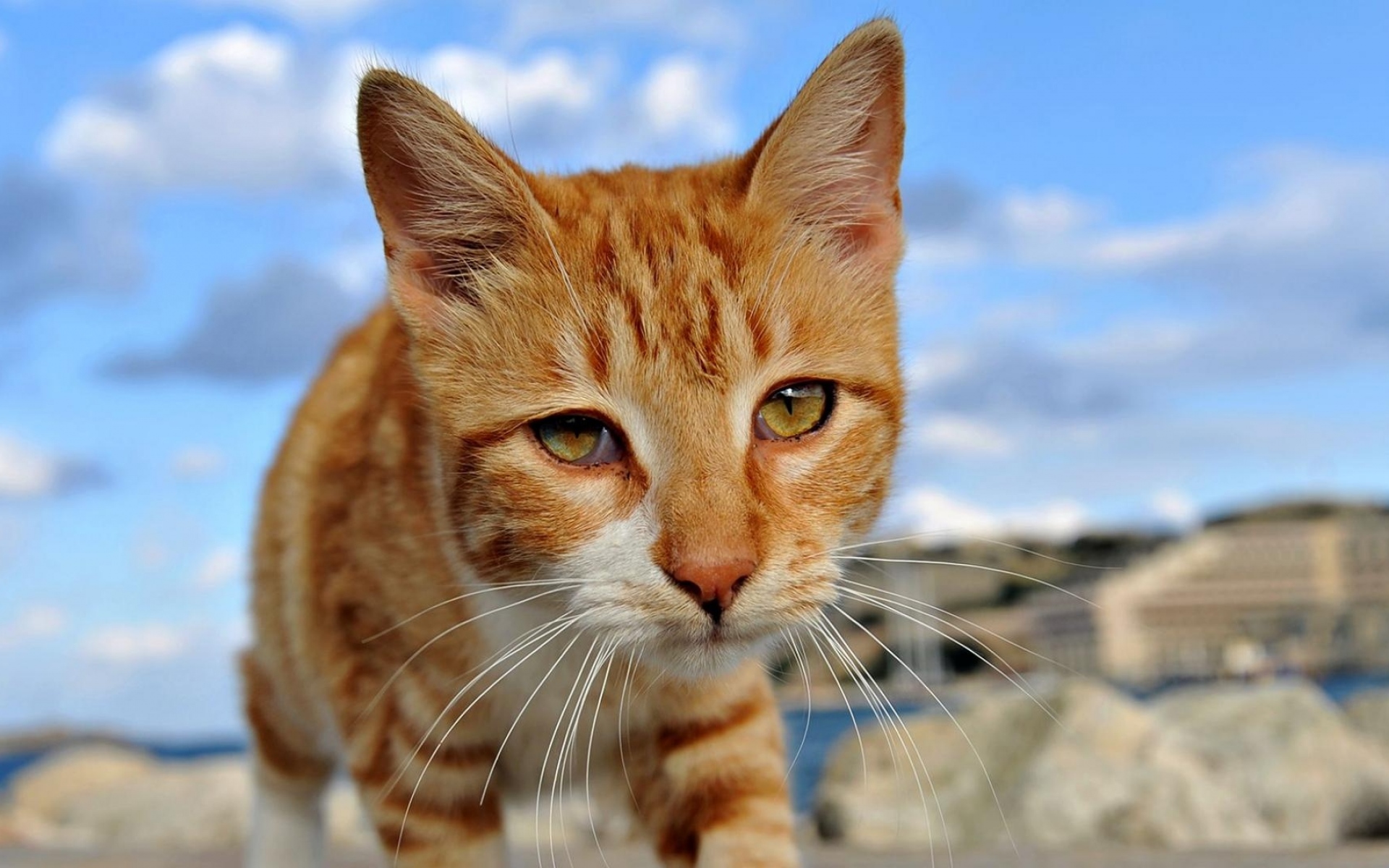 Картинки Кошка, лицо, грустная, пятнистая фото и обои на рабочий стол