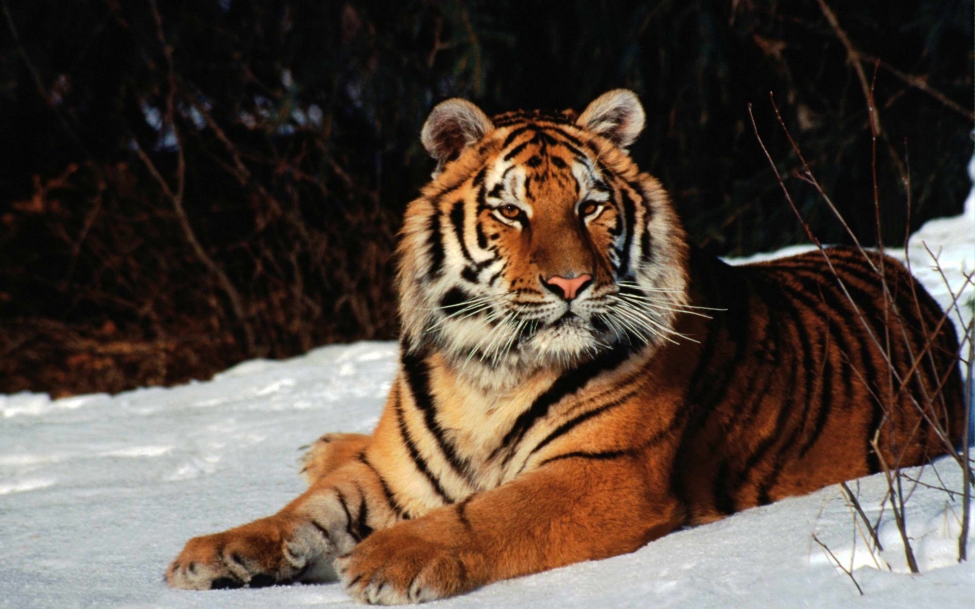 Картинки Тигр, снег, вниз, хищник фото и обои на рабочий стол