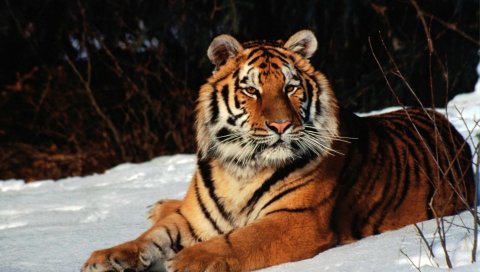 Тигр, снег, вниз, хищник