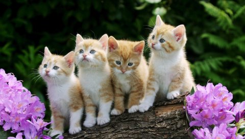 Котята, цветы, лес, сидят
