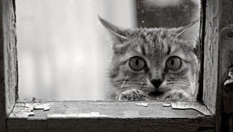 Кошка, лицо, стекло, дерево, рамка, черный и белый
