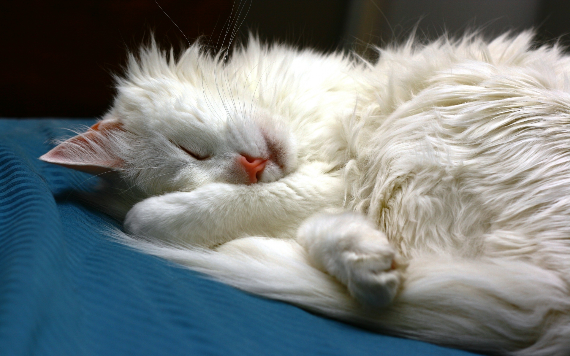 Картинки Кошка, сон, лицо, пушистый фото и обои на рабочий стол