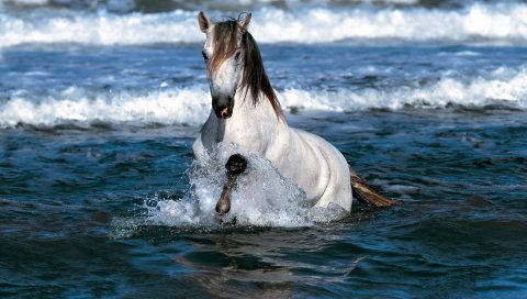 Лошадь, прыжок, вода, море