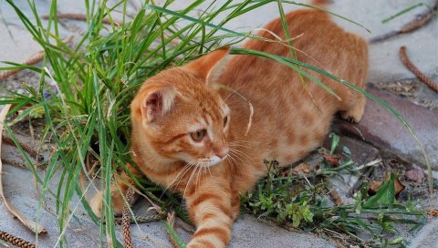 Кошка, лицо, трава, полосатый
