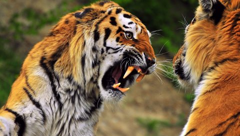 Тигр, лицо, агрессия, зубы, хищник