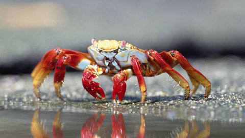 Краб, вода, когти